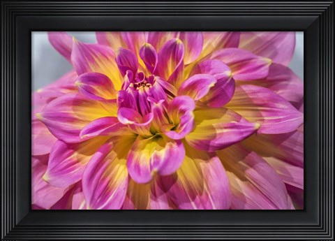 Framed Pink And Yellow Dahlia, Kidd&#39;s Climax Print