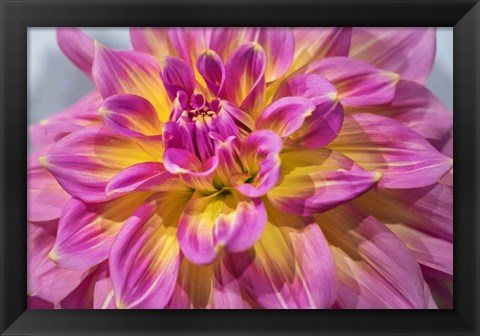 Framed Pink And Yellow Dahlia, Kidd&#39;s Climax Print