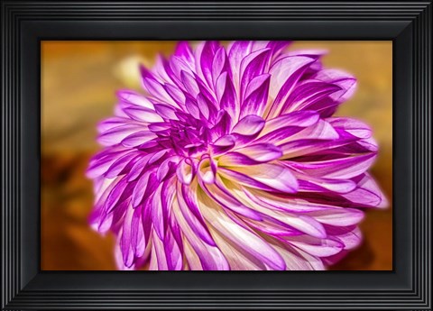 Framed Purple And White Dahlia, RC Diane Brazil Print