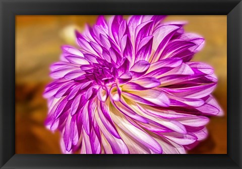 Framed Purple And White Dahlia, RC Diane Brazil Print