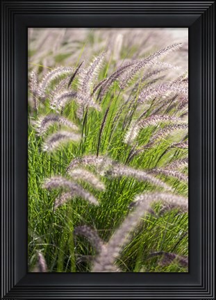Framed Crimson Fountain Grass Print
