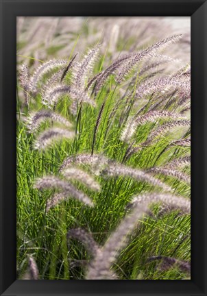 Framed Crimson Fountain Grass Print