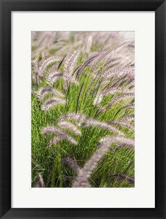 Framed Crimson Fountain Grass Print