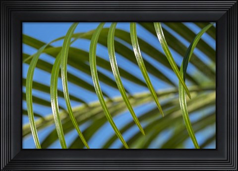 Framed Areca Palm Print