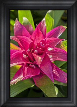 Framed Bromeliad Print