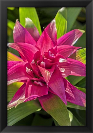 Framed Bromeliad Print