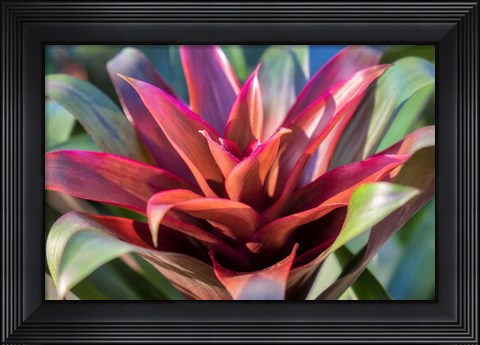 Framed Red And Green Bromeliad Print