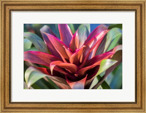 Framed Red And Green Bromeliad Print