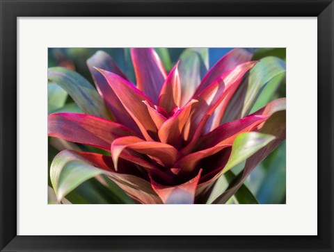 Framed Red And Green Bromeliad Print