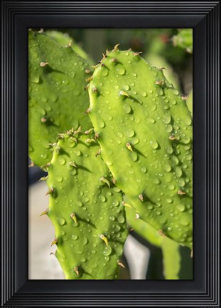 Framed Prickly Pear Cactus Print