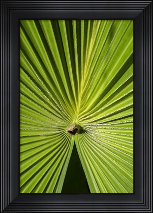 Framed Fan Palm Print