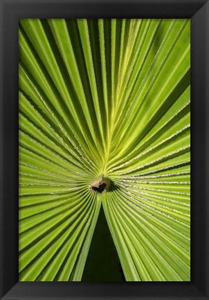 Framed Fan Palm Print