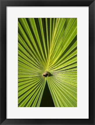 Framed Fan Palm Print