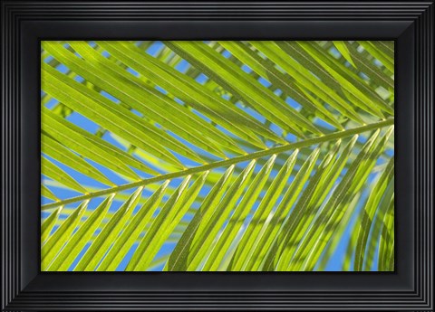 Framed Areca Palm Print