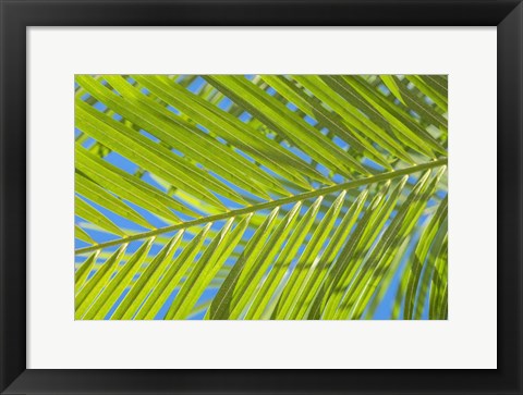 Framed Areca Palm Print