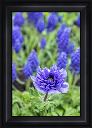 Framed Purple Anemone Print