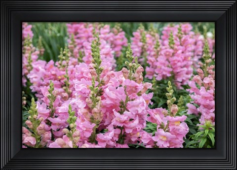 Framed Pink Snapdragons Print