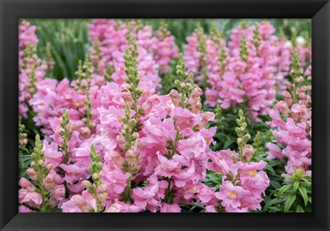 Framed Pink Snapdragons Print