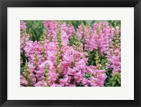 Framed Pink Snapdragons Print
