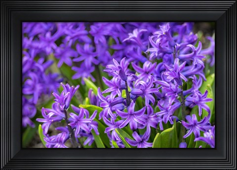 Framed Purple Hyacinth Print