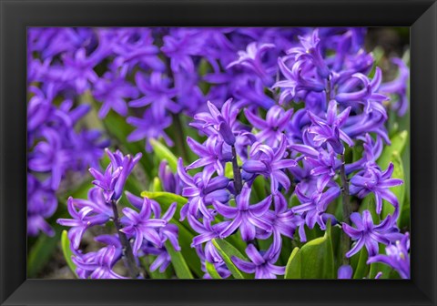 Framed Purple Hyacinth Print