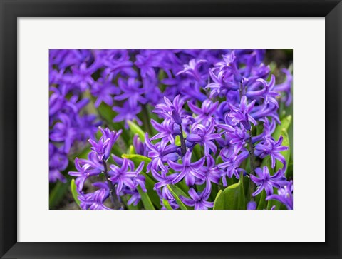 Framed Purple Hyacinth Print