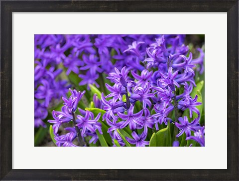 Framed Purple Hyacinth Print