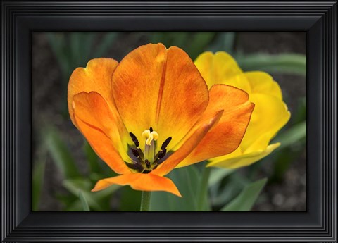 Framed Orange Tulip And Double Daffodil Print