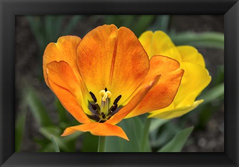 Framed Orange Tulip And Double Daffodil Print