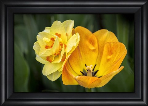 Framed Orange Darwin Hybrid Tulip And Double Daffodil Print