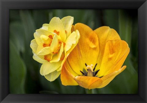 Framed Orange Darwin Hybrid Tulip And Double Daffodil Print