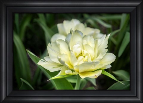 Framed White Exotic Emperor Tulip Print