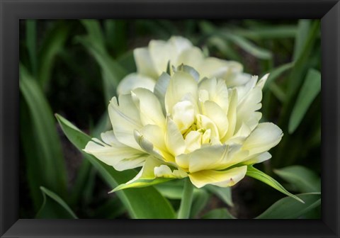Framed White Exotic Emperor Tulip Print