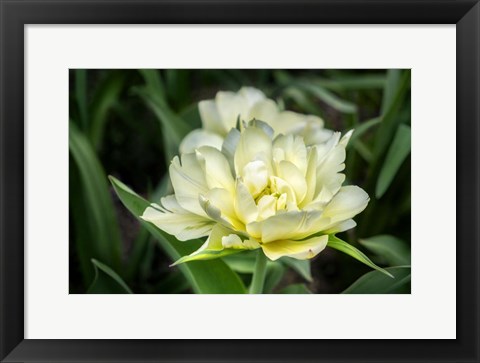 Framed White Exotic Emperor Tulip Print