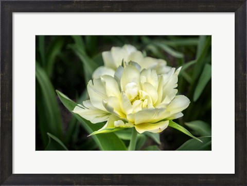 Framed White Exotic Emperor Tulip Print
