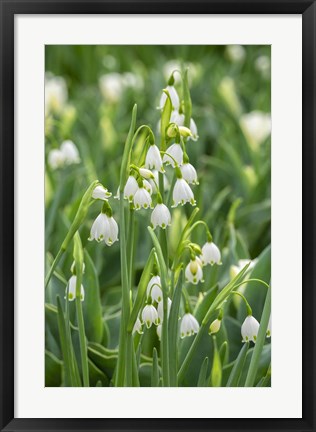 Framed Summer Snowflake Flowers Print