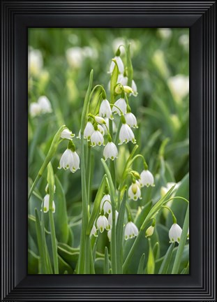 Framed Summer Snowflake Flowers Print