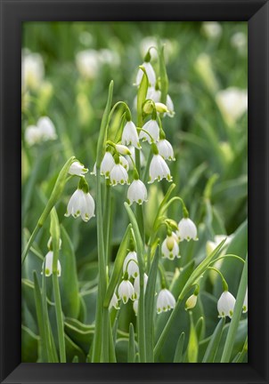 Framed Summer Snowflake Flowers Print