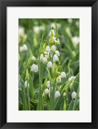 Framed Summer Snowflake Flowers Print