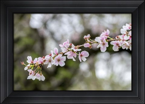 Framed Branch Of Cherry Blossoms Print