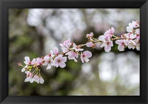 Framed Branch Of Cherry Blossoms Print