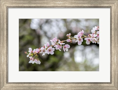 Framed Branch Of Cherry Blossoms Print