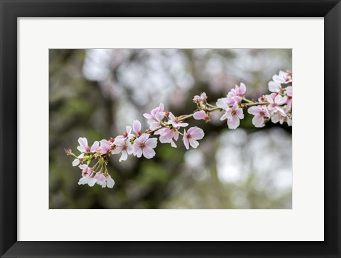 Framed Branch Of Cherry Blossoms Print