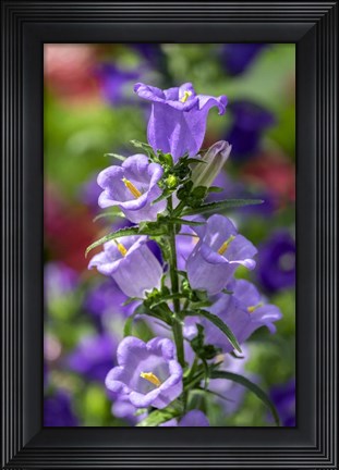Framed Campanula, Canterbury-Bells Print