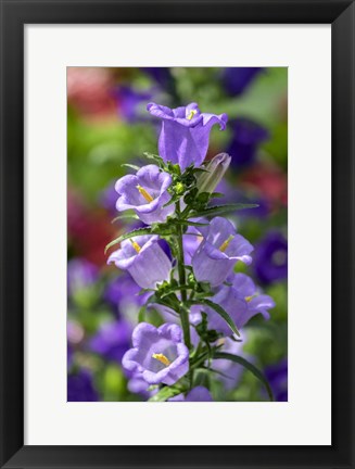 Framed Campanula, Canterbury-Bells Print