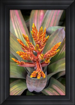 Framed Orange Aechmea Print