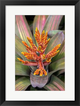 Framed Orange Aechmea Print