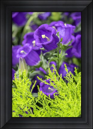 Framed Campanula, Canterbury-Bells Print