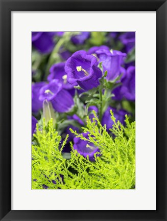 Framed Campanula, Canterbury-Bells Print