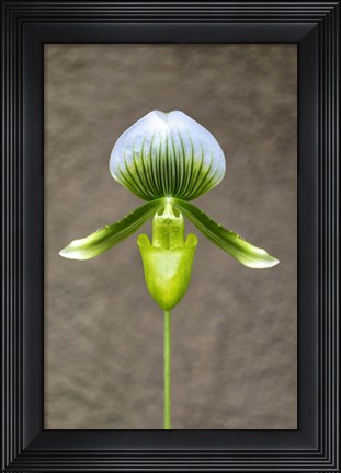 Framed Magnificum Orchid Print